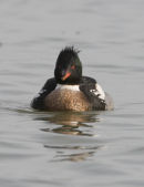 Red Breasted Merganser (Male)